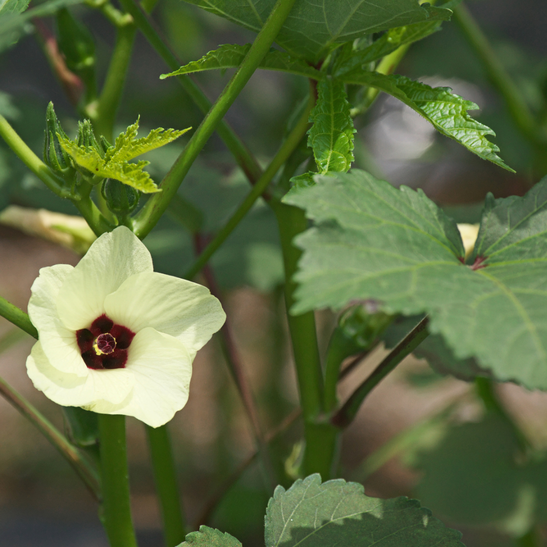 Okra - Clemson Spineless - 3