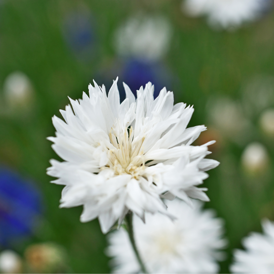 Blåklint - Tom Pouce White