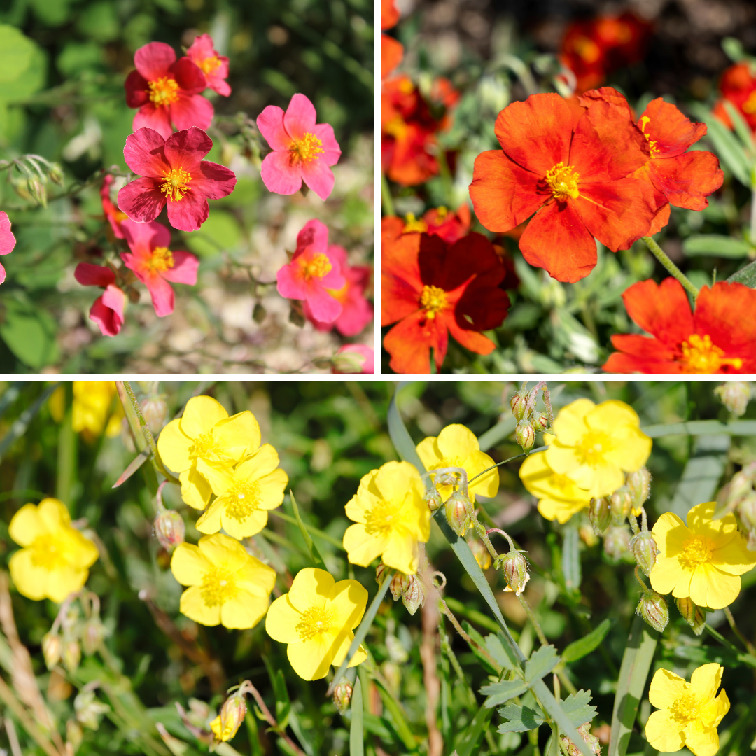 Solvända - Mutabile