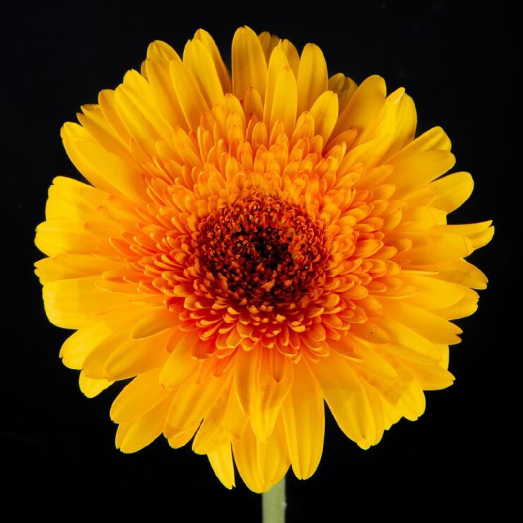 Ringblomma - Kablouna Deep Yellow - 4