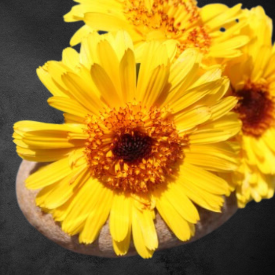 Ringblomma - Kablouna Deep Yellow