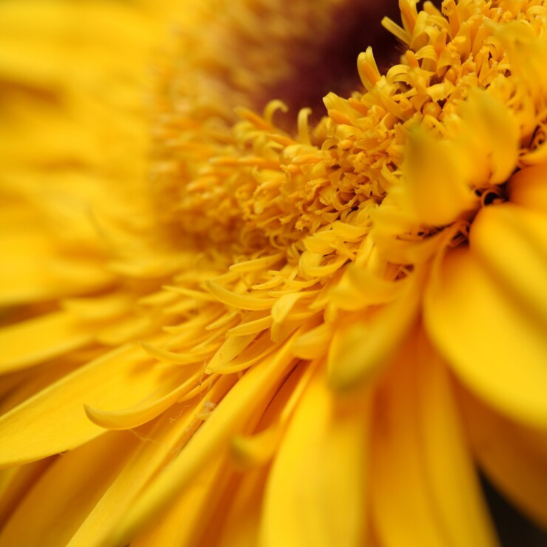 Ringblomma - Kablouna Deep Yellow - 3