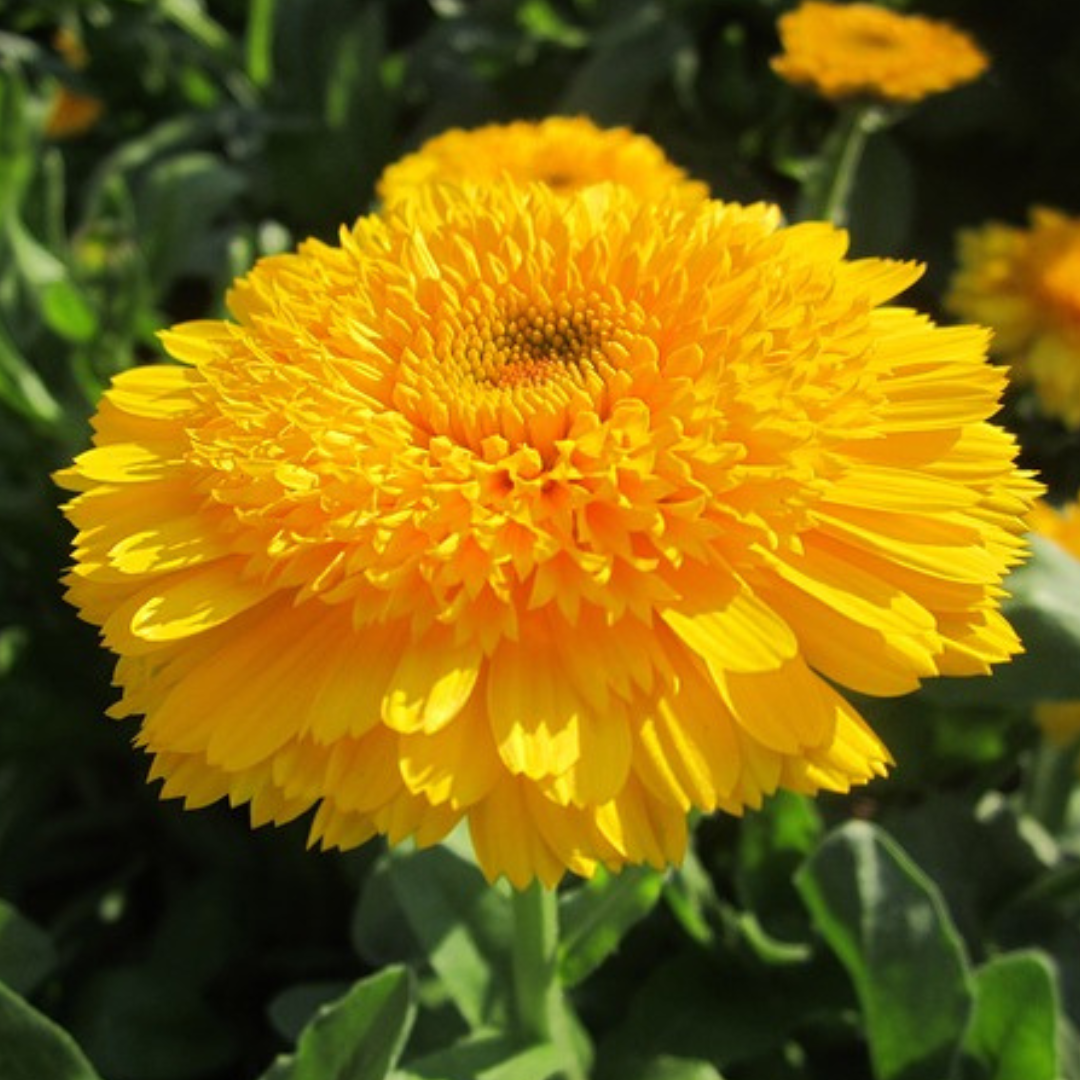 Ringblomma - Kablouna Deep Yellow