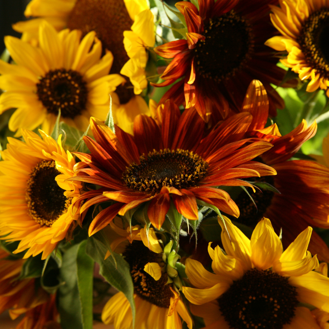 Solros - Snittblomsmix - 3