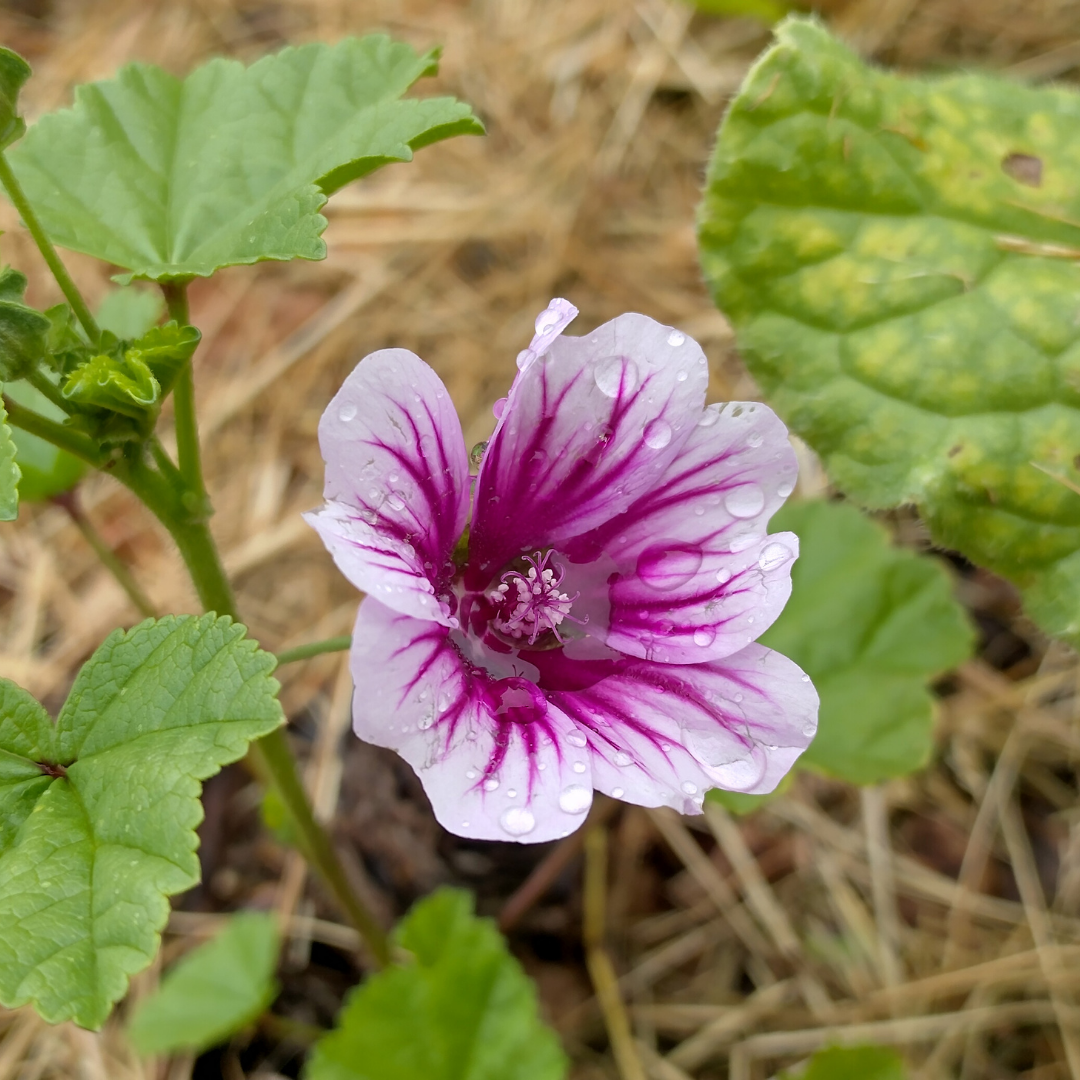 Rödmalva - Zebrina - 3