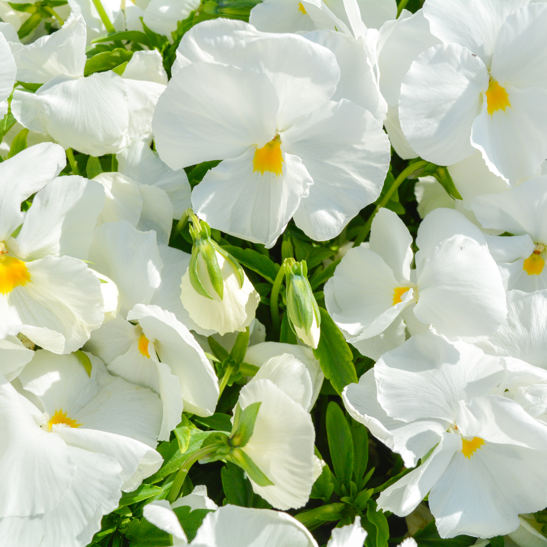 Vit Pensé - Swiss Giant White Lady