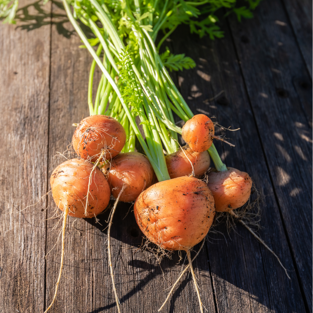 Morot - Paris Market 4 - Kultursort