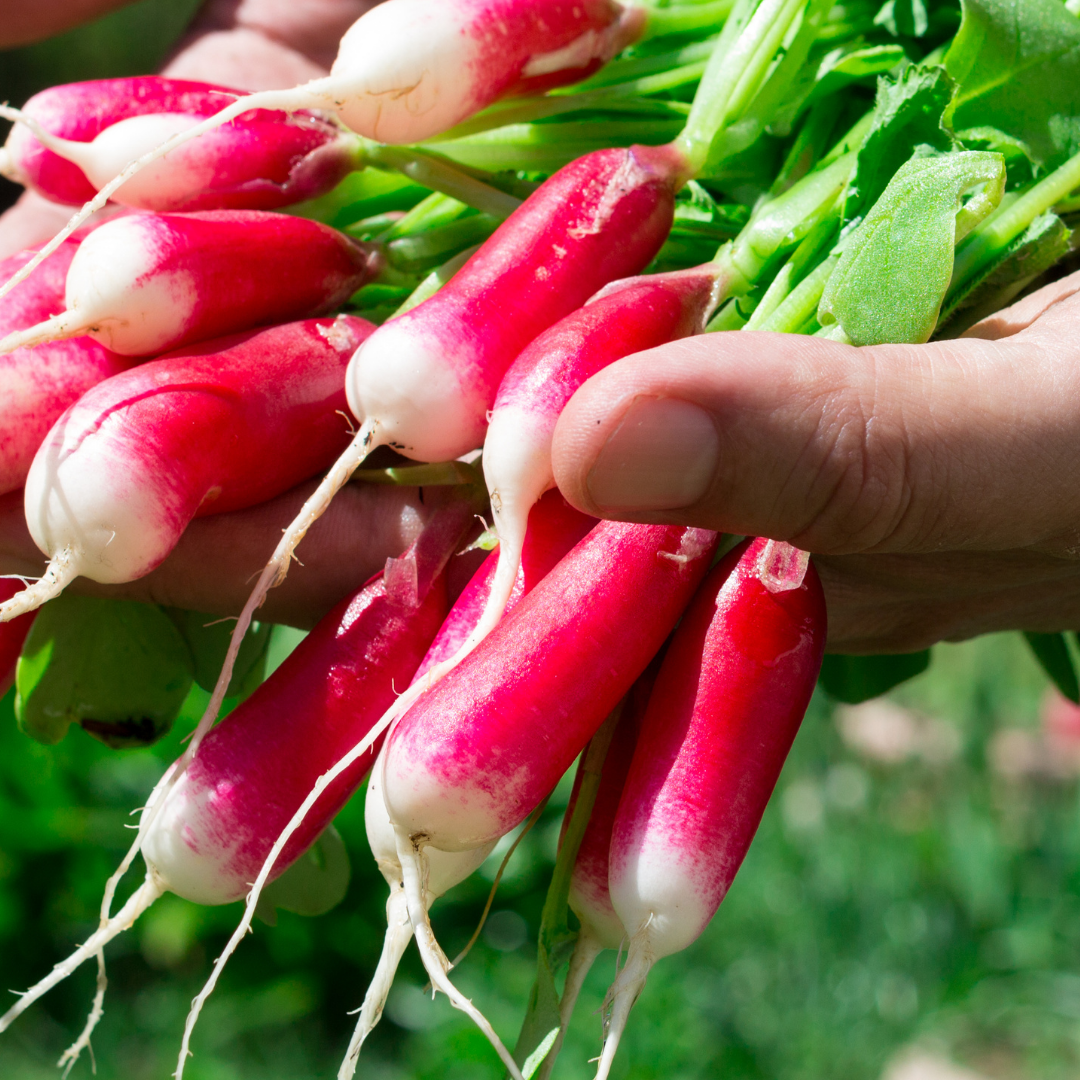 Rädisa - French Breakfast 3