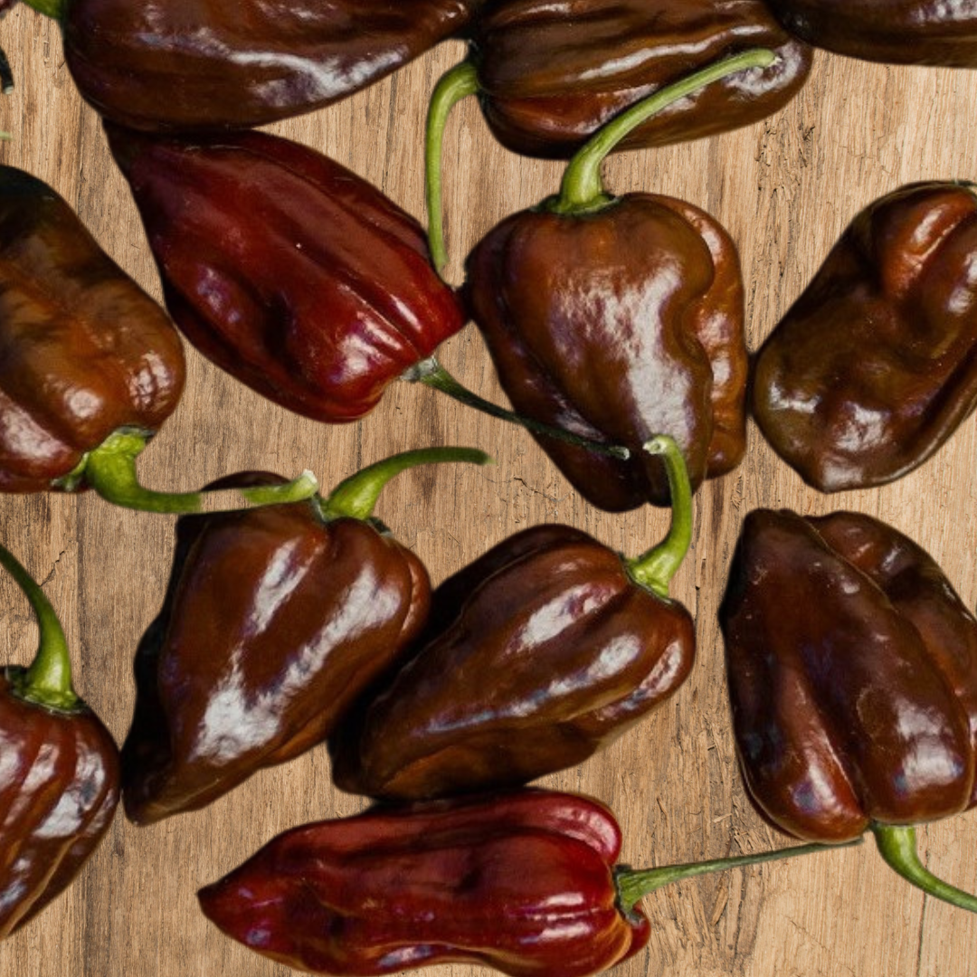 Ekologisk Paprika - Chocobell