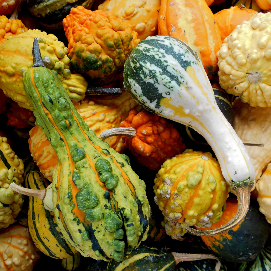 Prydnadspumpa - Warted Mix