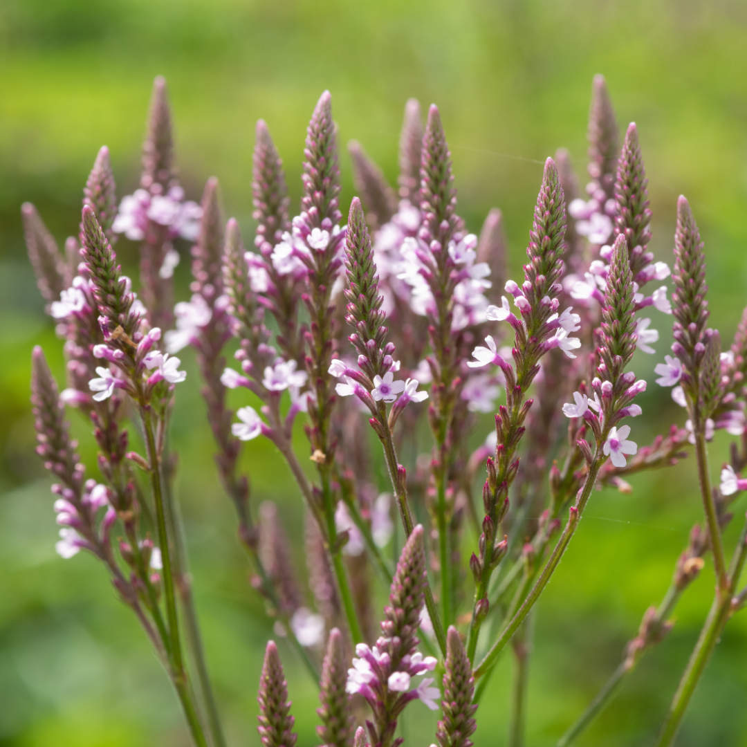 Järnört - Läkeverbena