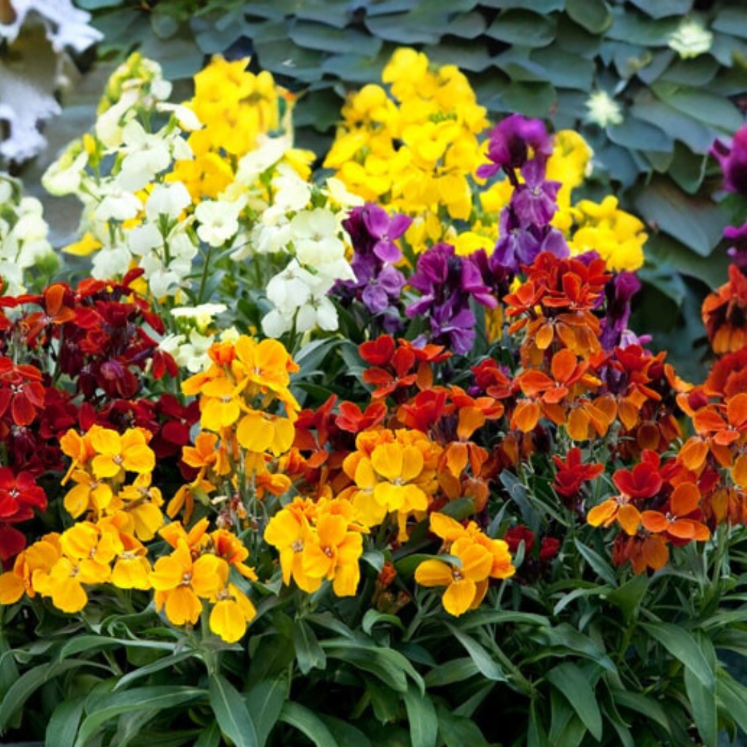 Gyllenlack - Single Flower Mix