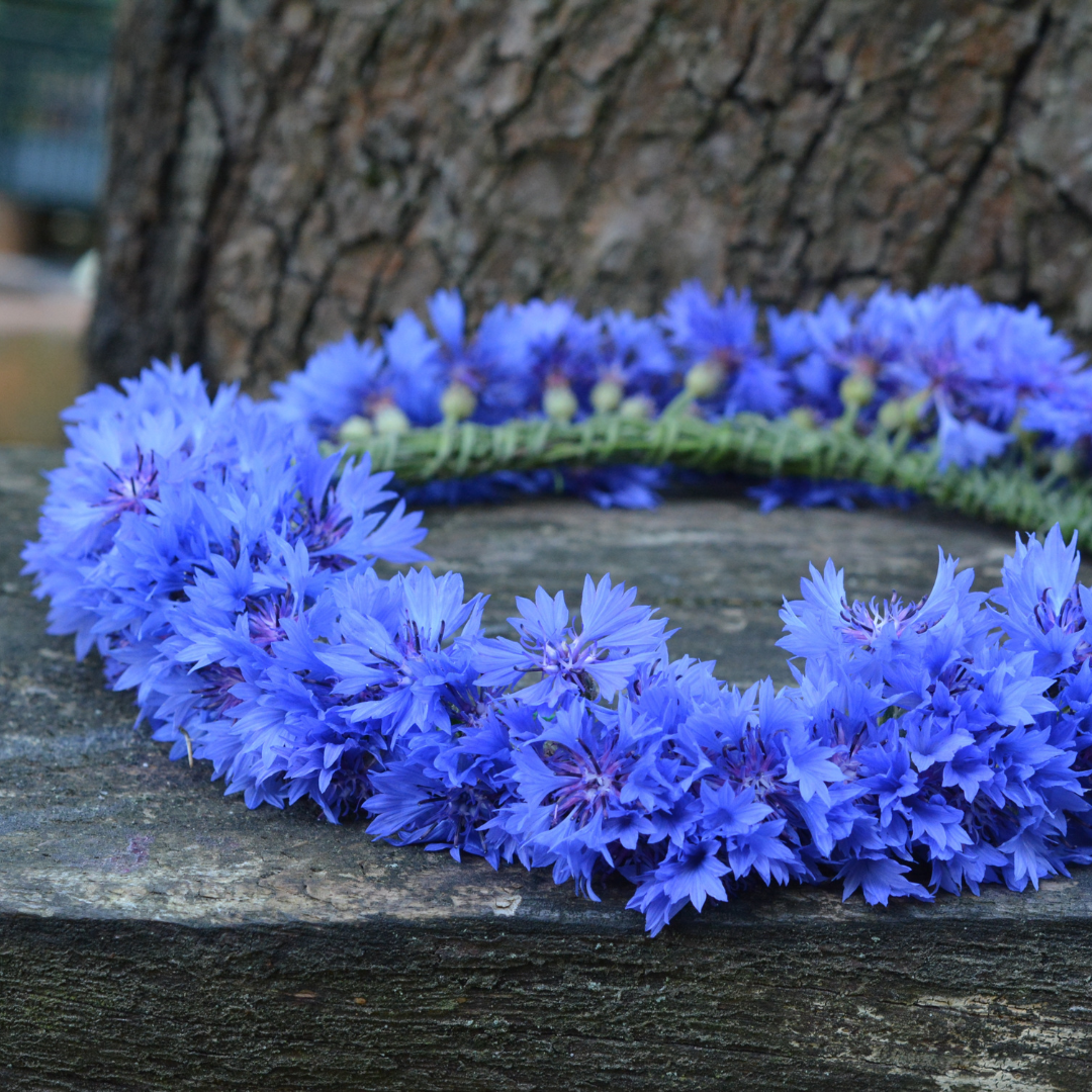 Blåklint - Blue Boy