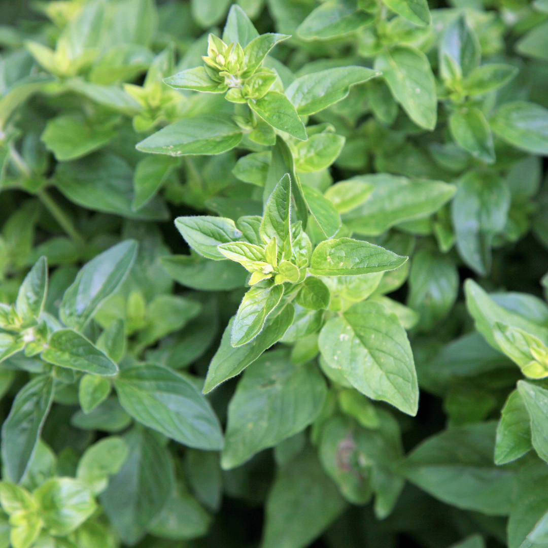 Ekologisk Grekisk Oregano - Greek