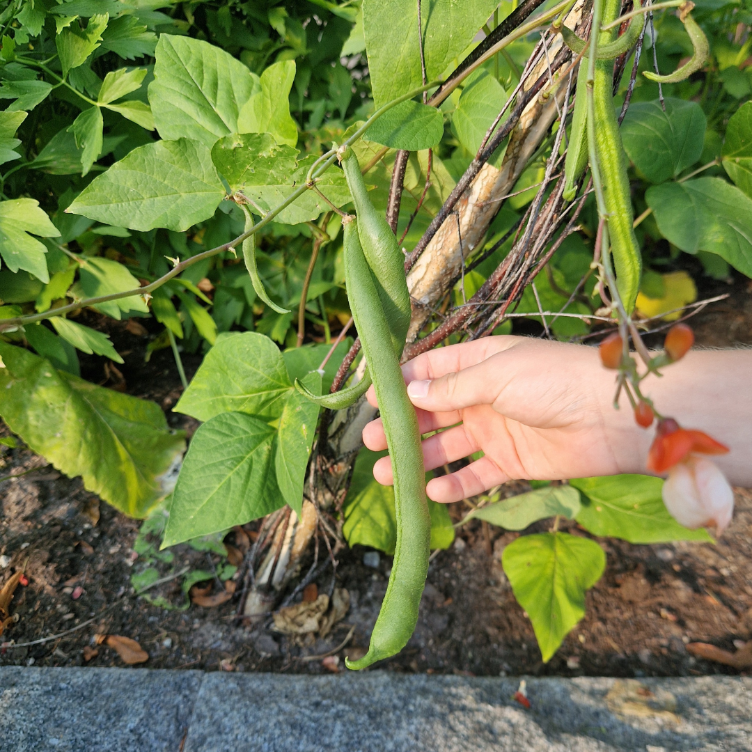 Rosenböna - Painted Lady - Kultursort