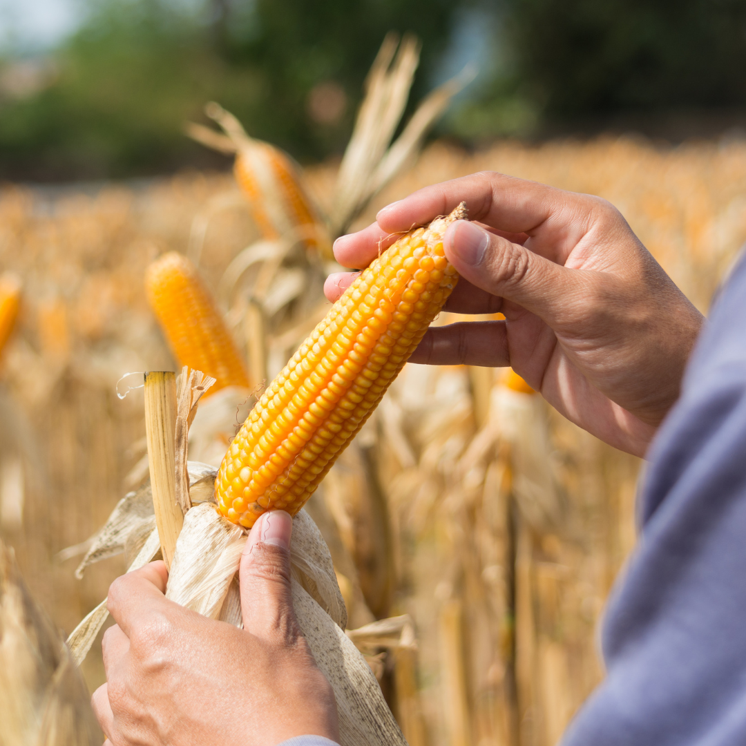 Ekologisk Sockermajs - Mergoscia - Kultursort