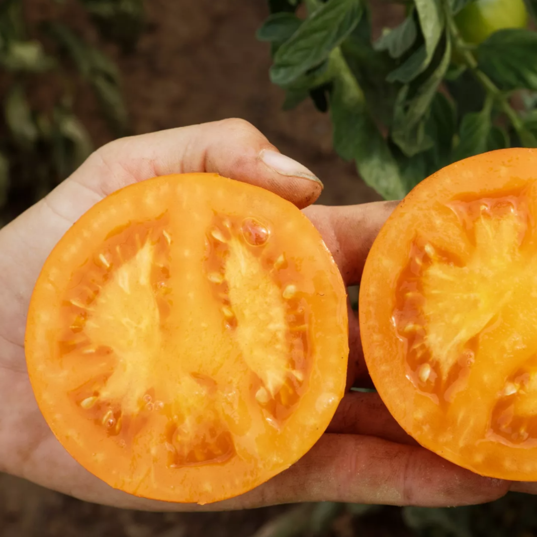 Ekologisk Bifftomat - Mandaline