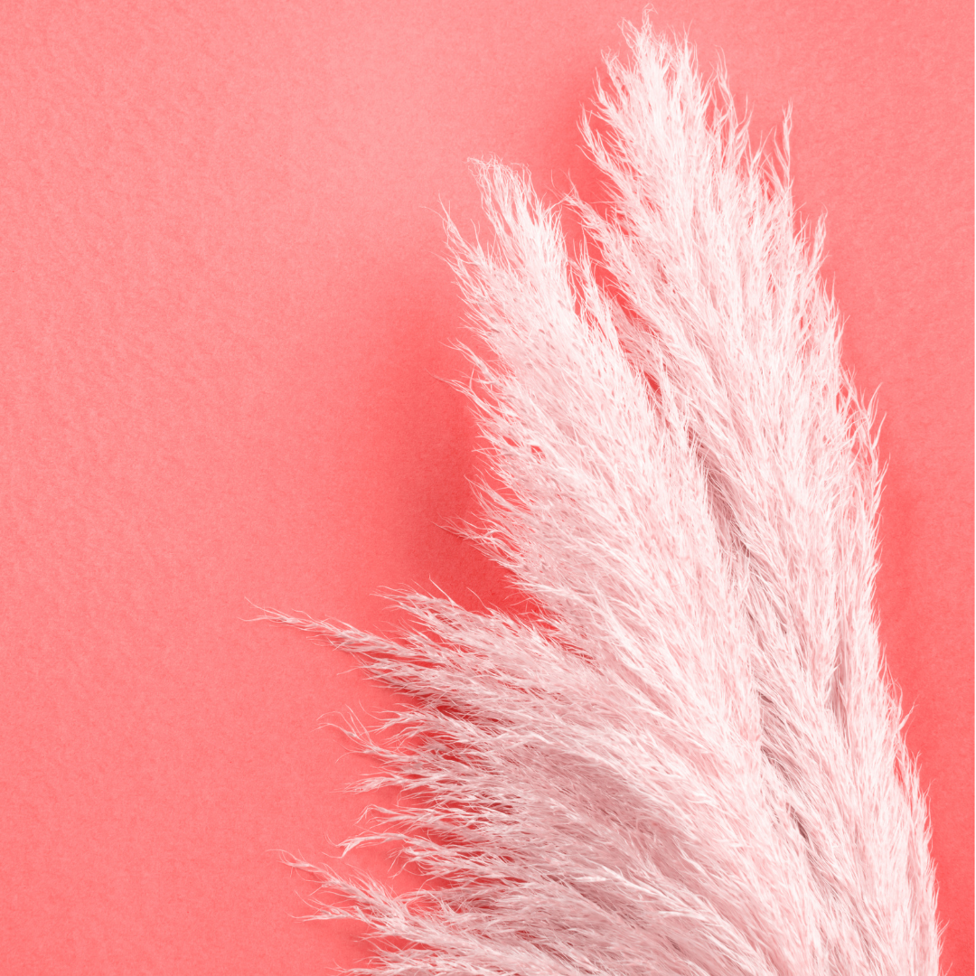 Pampasgräs - Pink Plume - 3