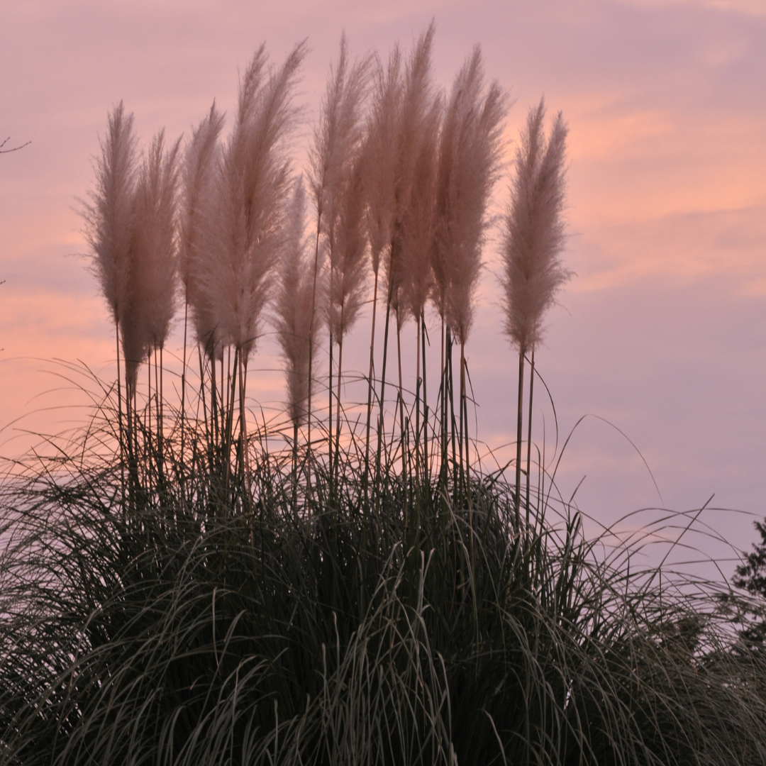 Pampasgräs - Pink Plume