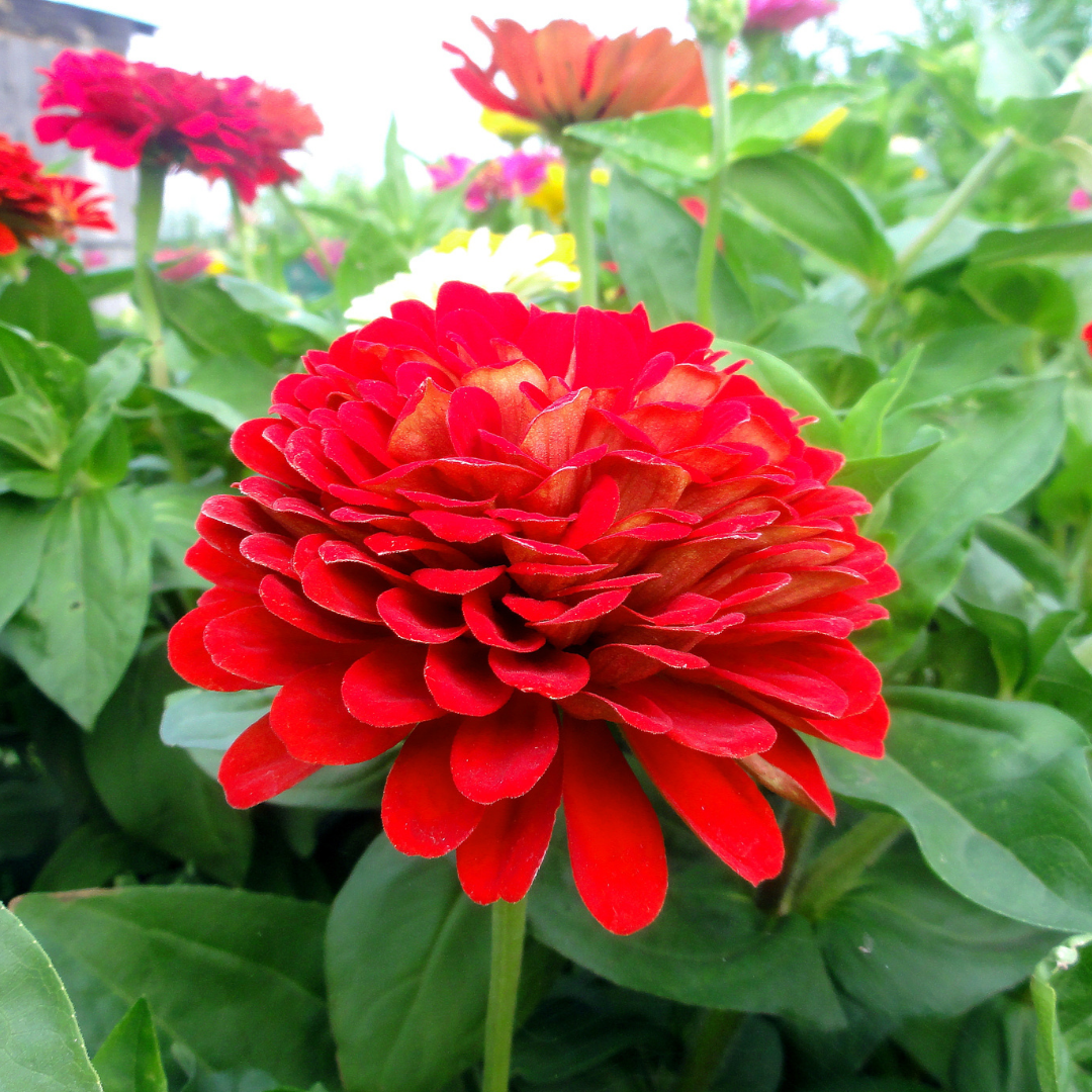 Zinnia - Pumila Bordeaux Röd