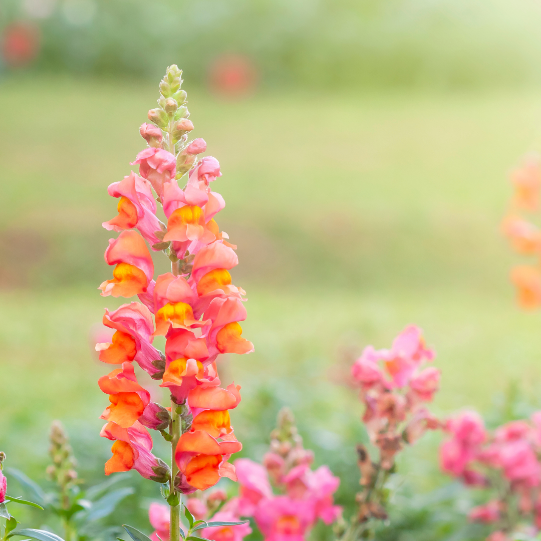 Lejongap - Apricot Orange