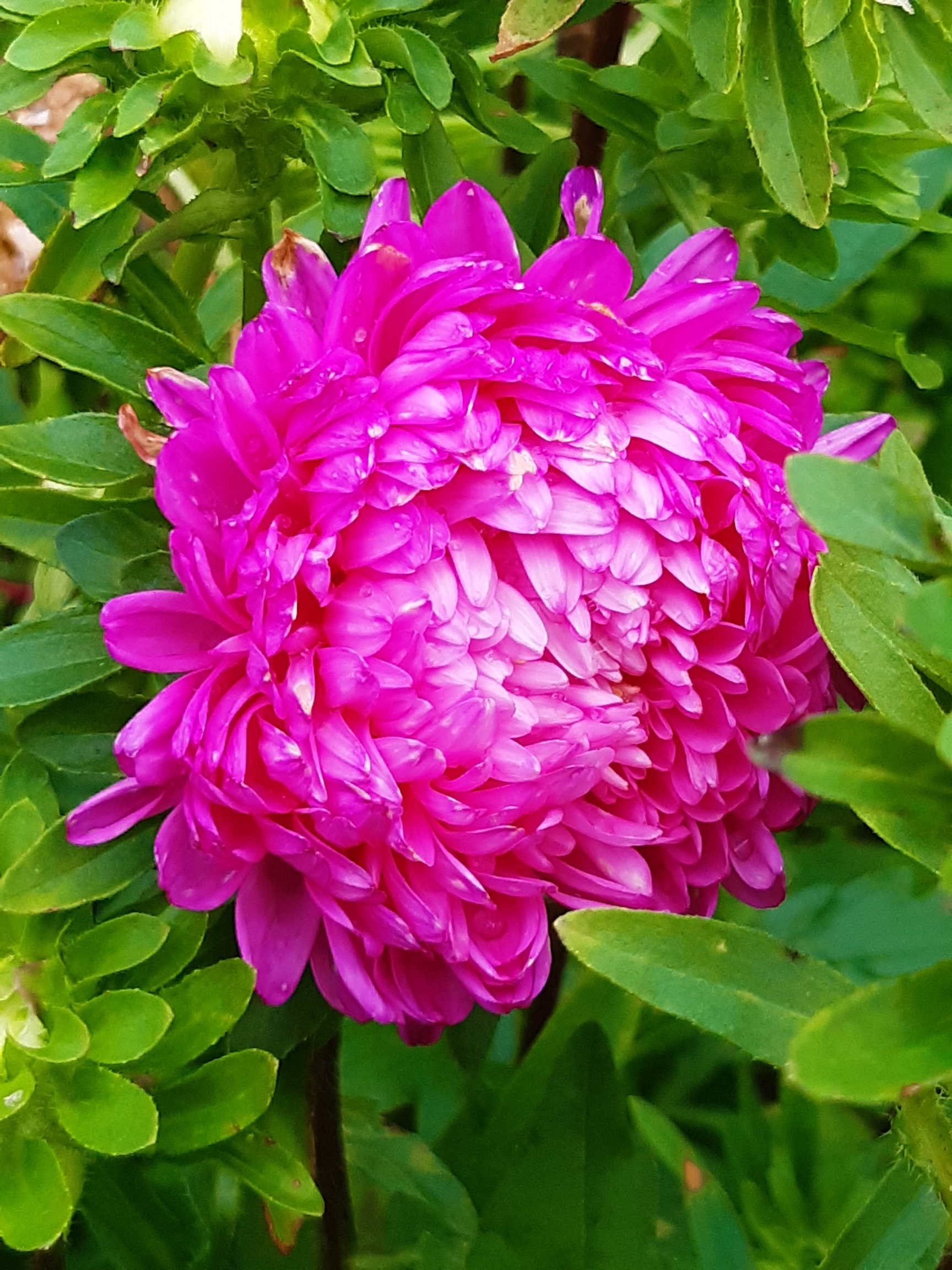 Sommaraster - Tall Duchesse Pink - 3