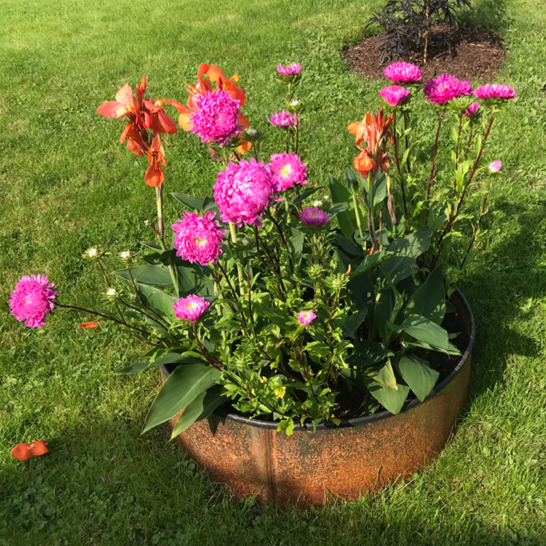 Sommaraster - Tall Duchesse Pink