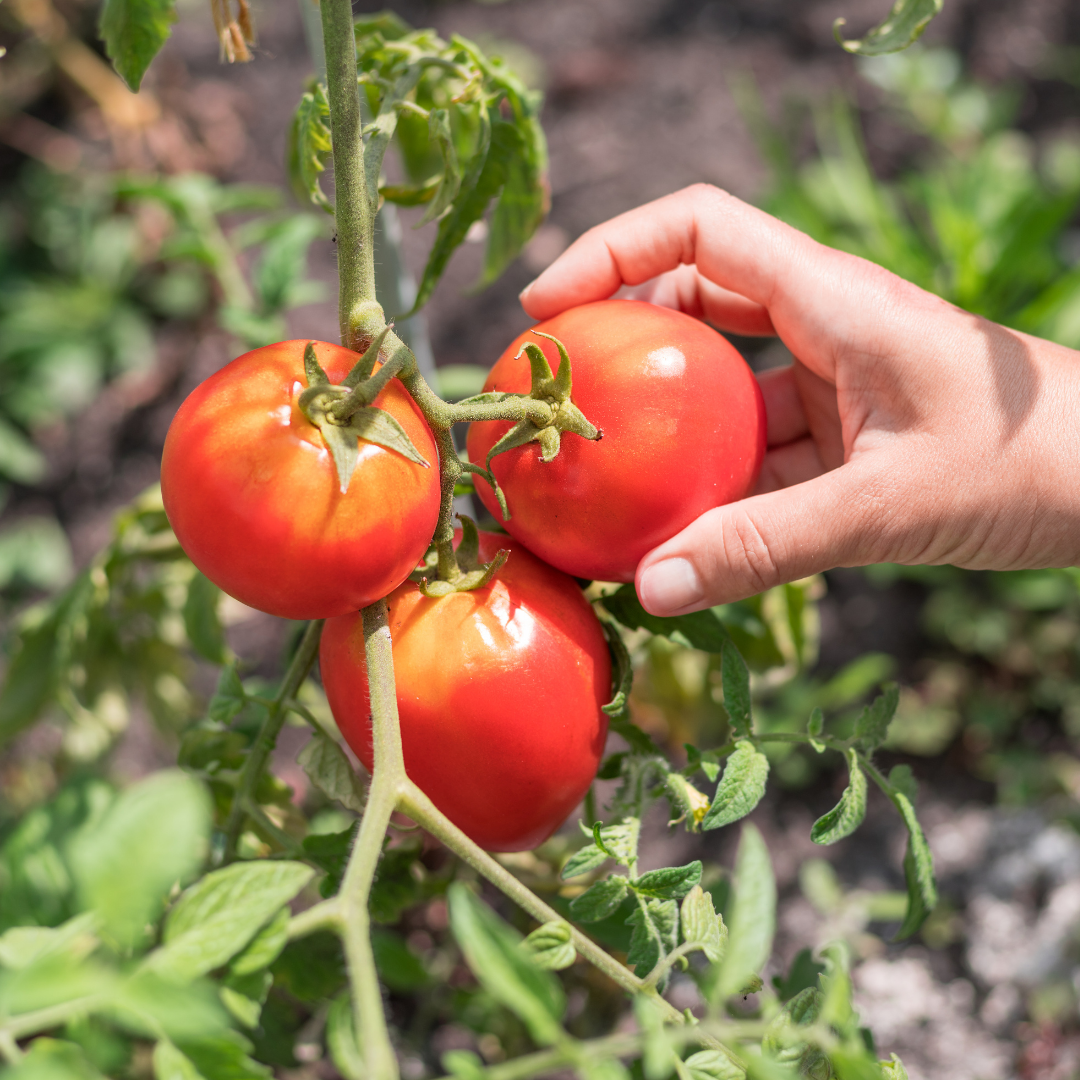 Ekologisk Bifftomat - De Paudex - Kultursort