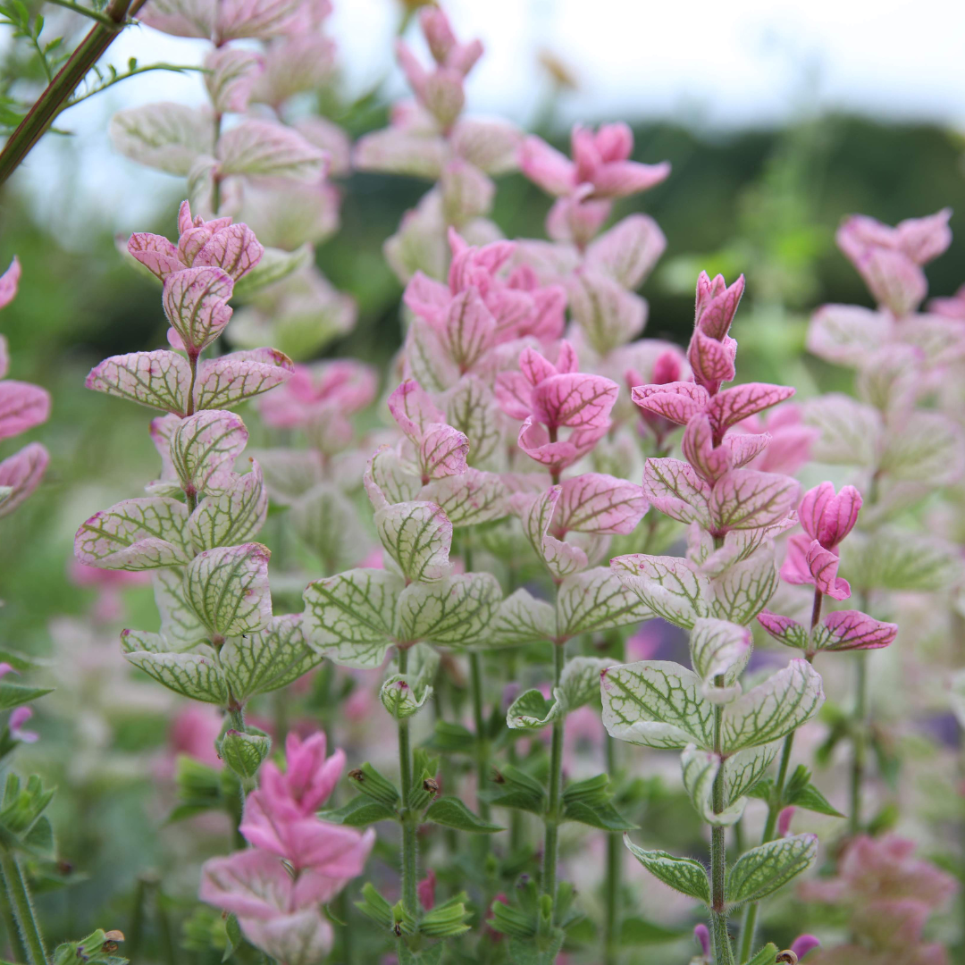 Broksalvia - Pink Sundae