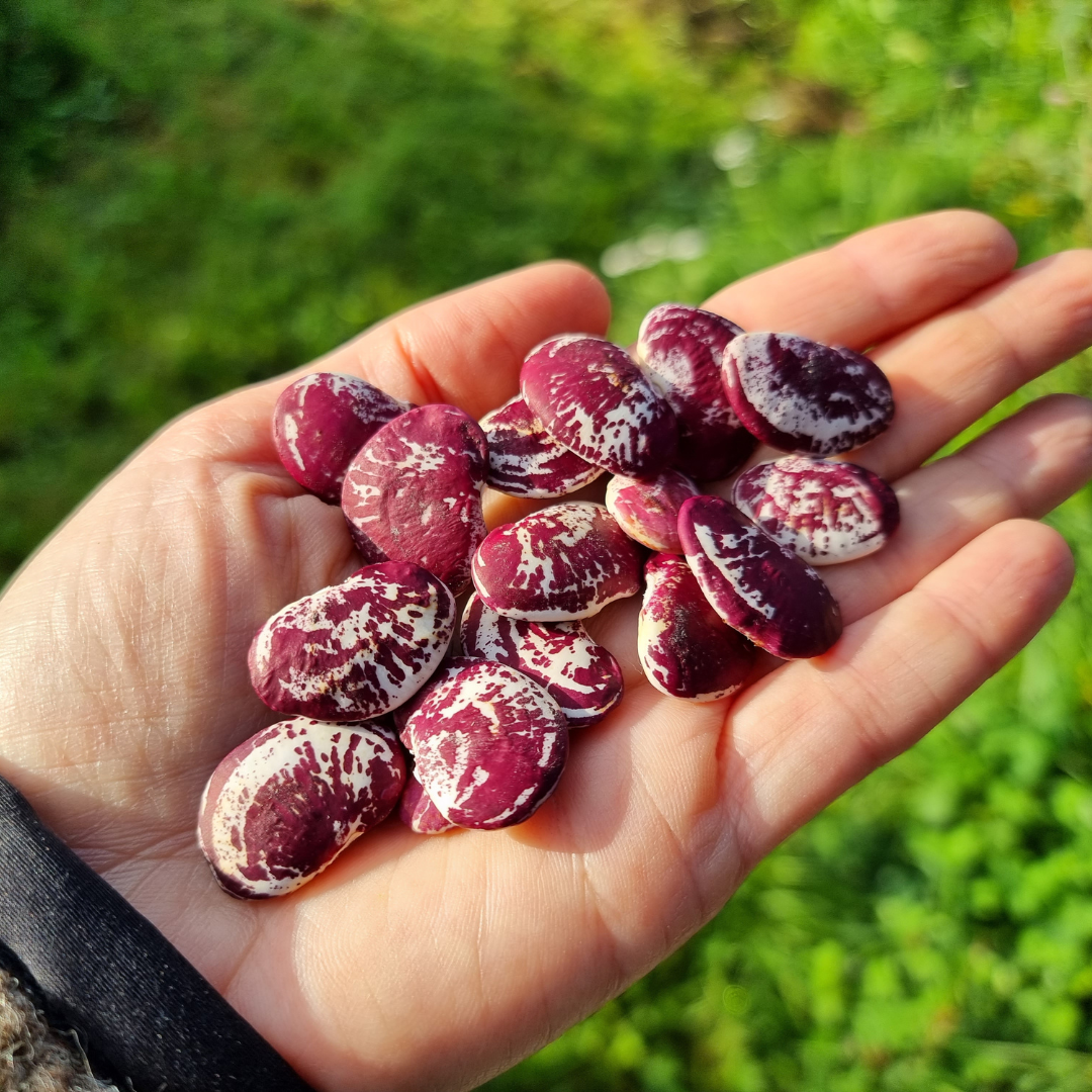 Limaböna - Lima Del Papa - Kultursort