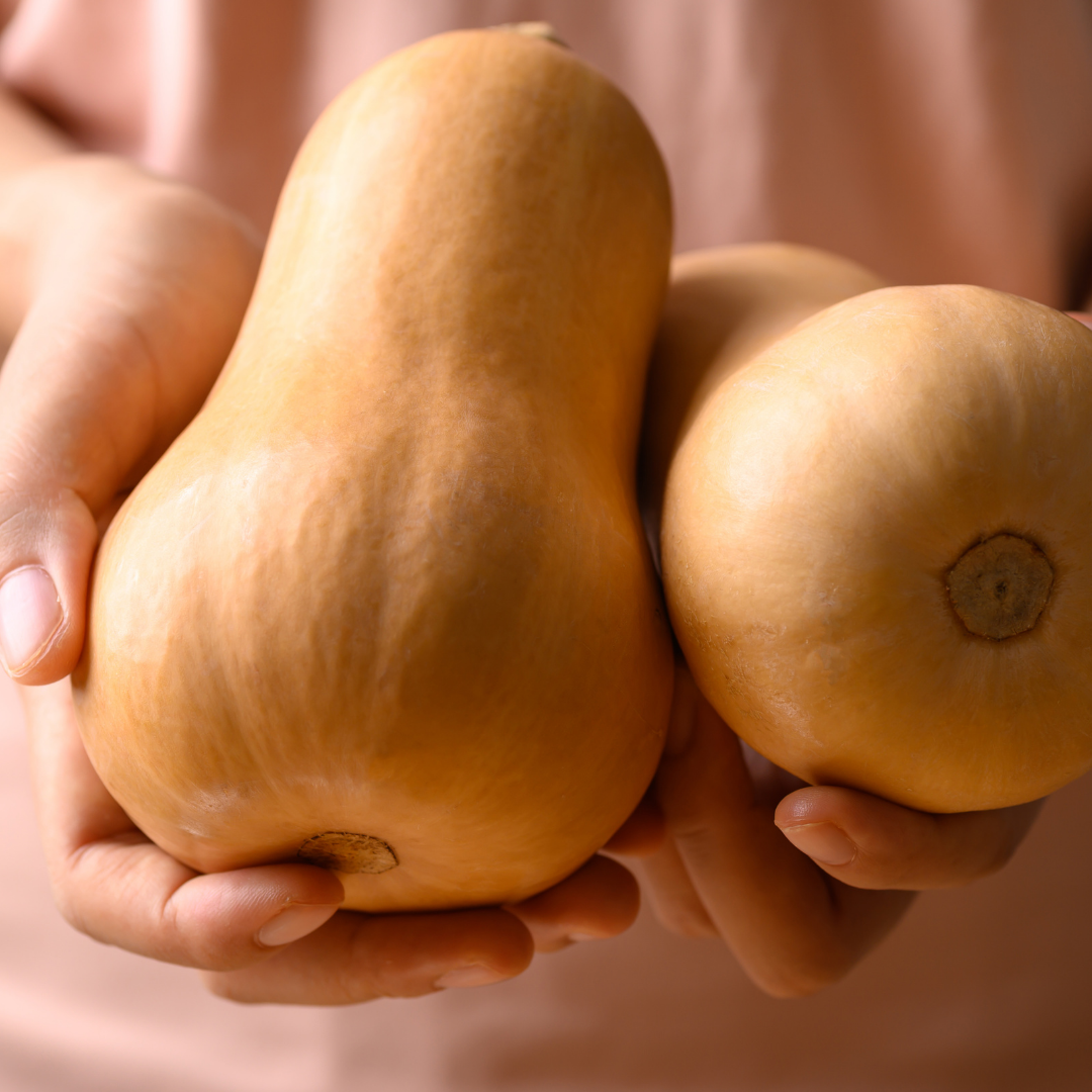 Myskpumpa - Mini Butternut - Minipumpa - 3