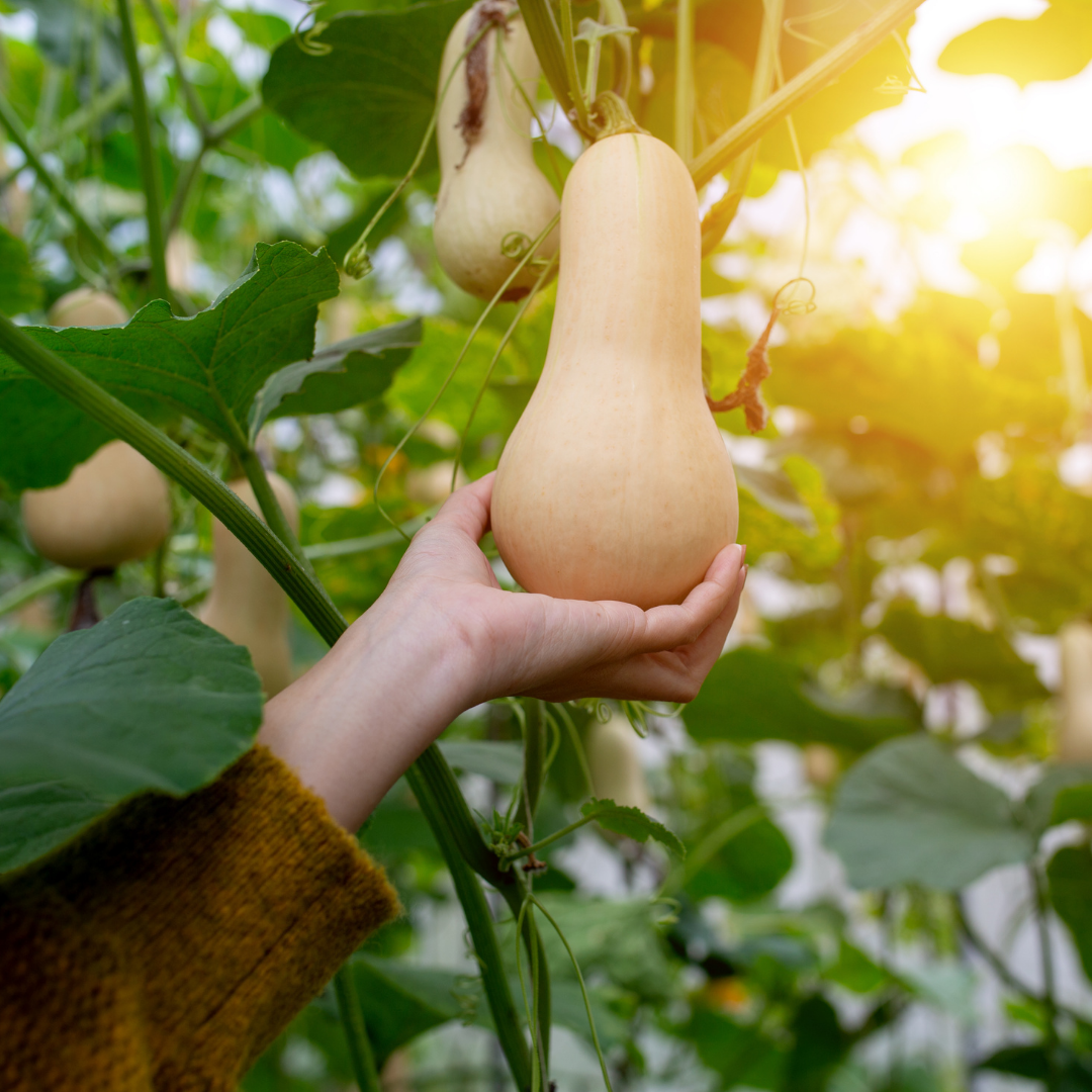 Myskpumpa - Mini Butternut - Minipumpa - 2