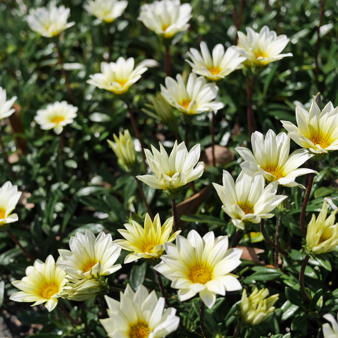 Påfågelsblomster - Clear Vanilla