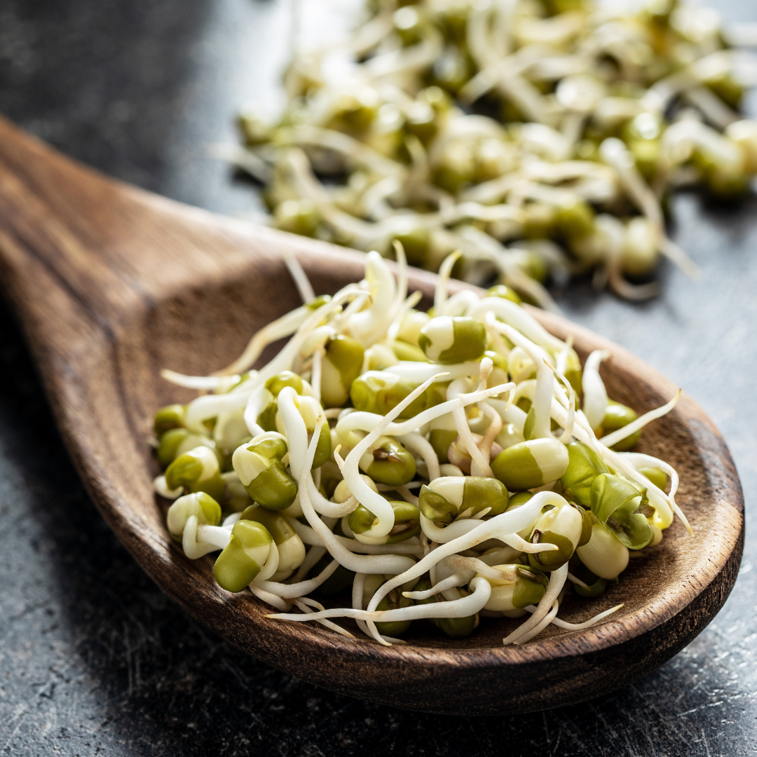 Ekologisk Microgreen - Mungböna