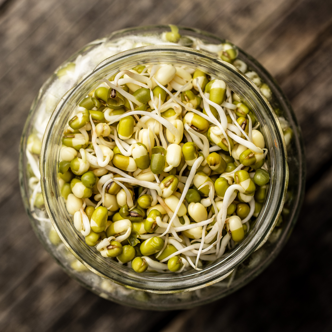 Ekologisk Microgreen - Mungböna - 3