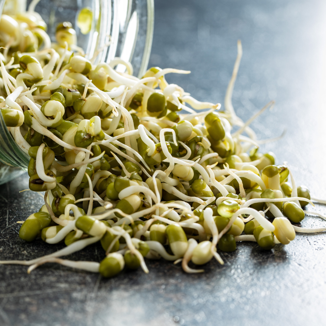 Ekologisk Microgreen - Mungböna - 6