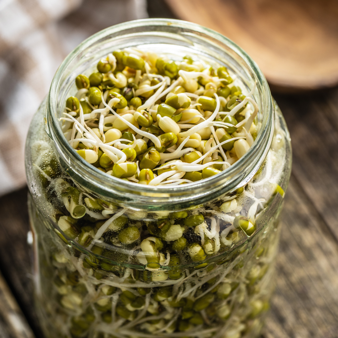 Ekologisk Microgreen - Mungböna - 4
