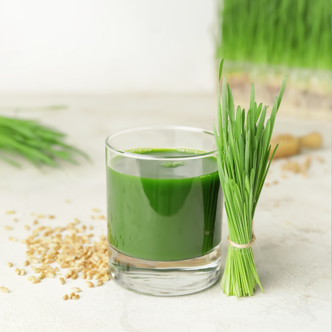 Ekologisk Microgreen - Vetegräs