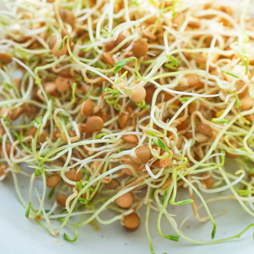 Ekologisk Microgreen - Röda Linser