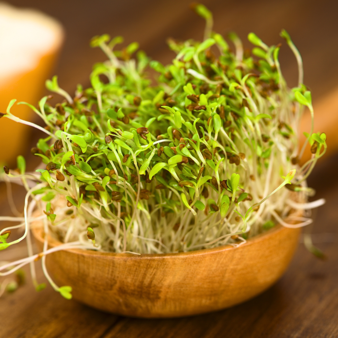 Ekologisk Microgreen - Alfalfa