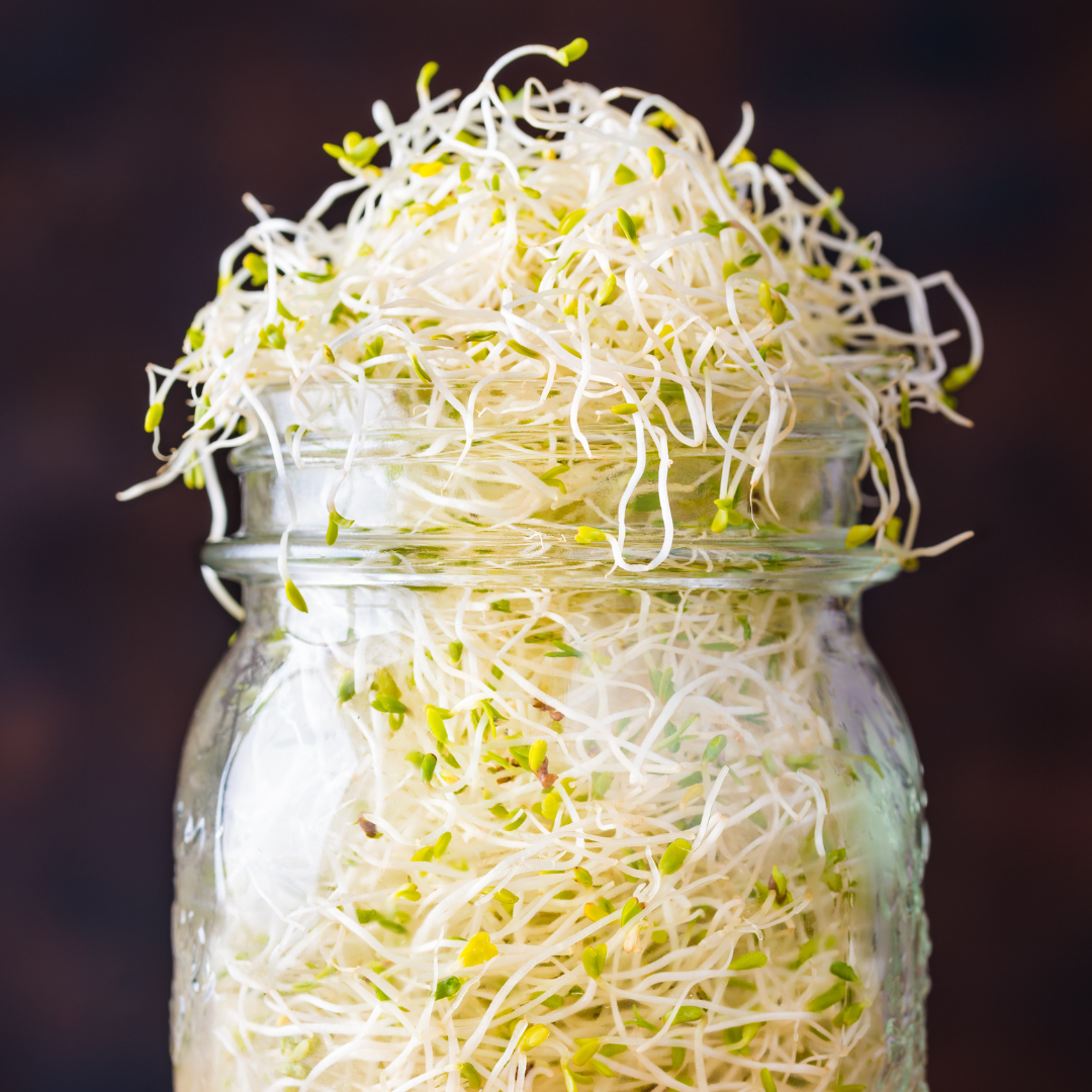 Ekologisk Microgreen - Alfalfa