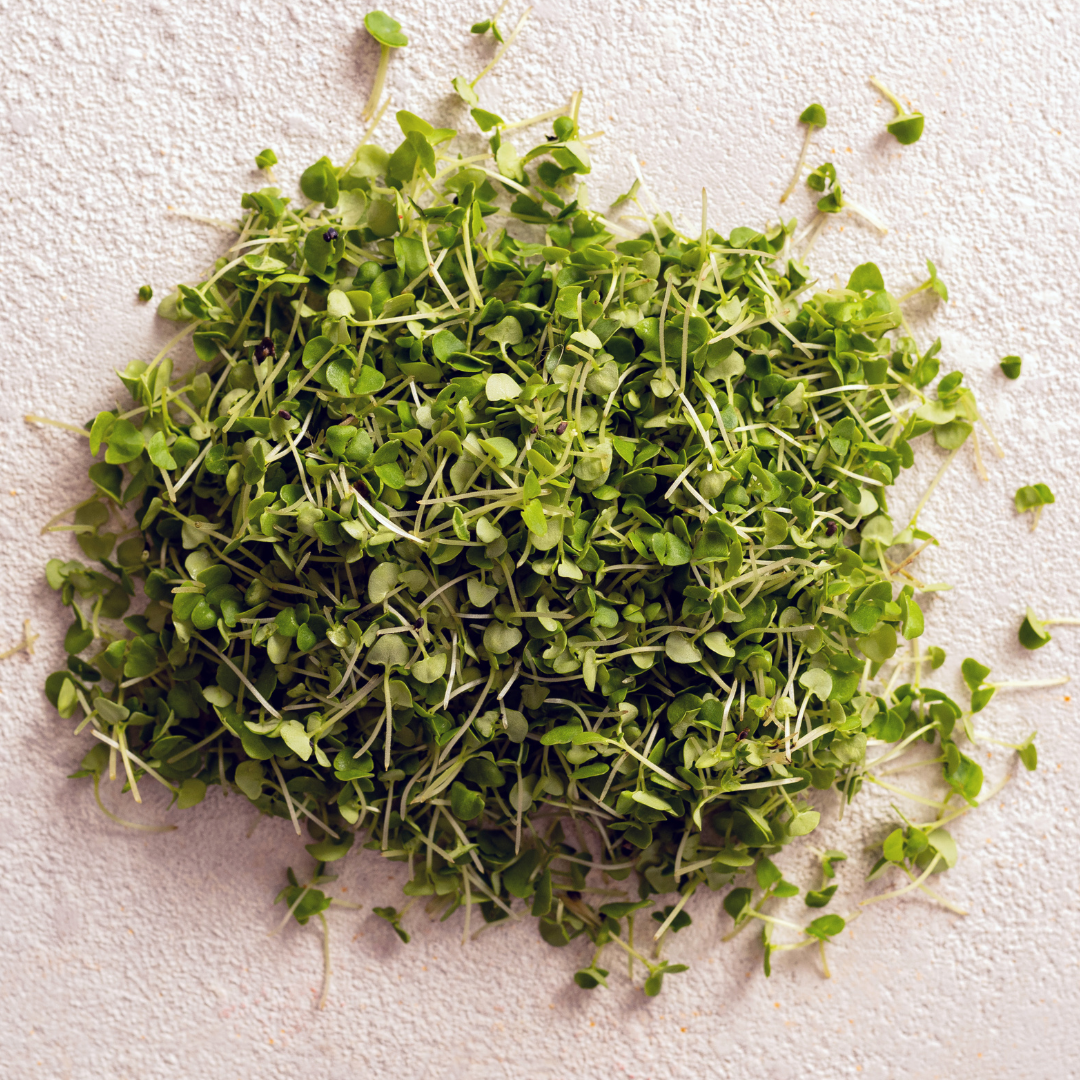 Ekologisk Microgreen - White Mustard