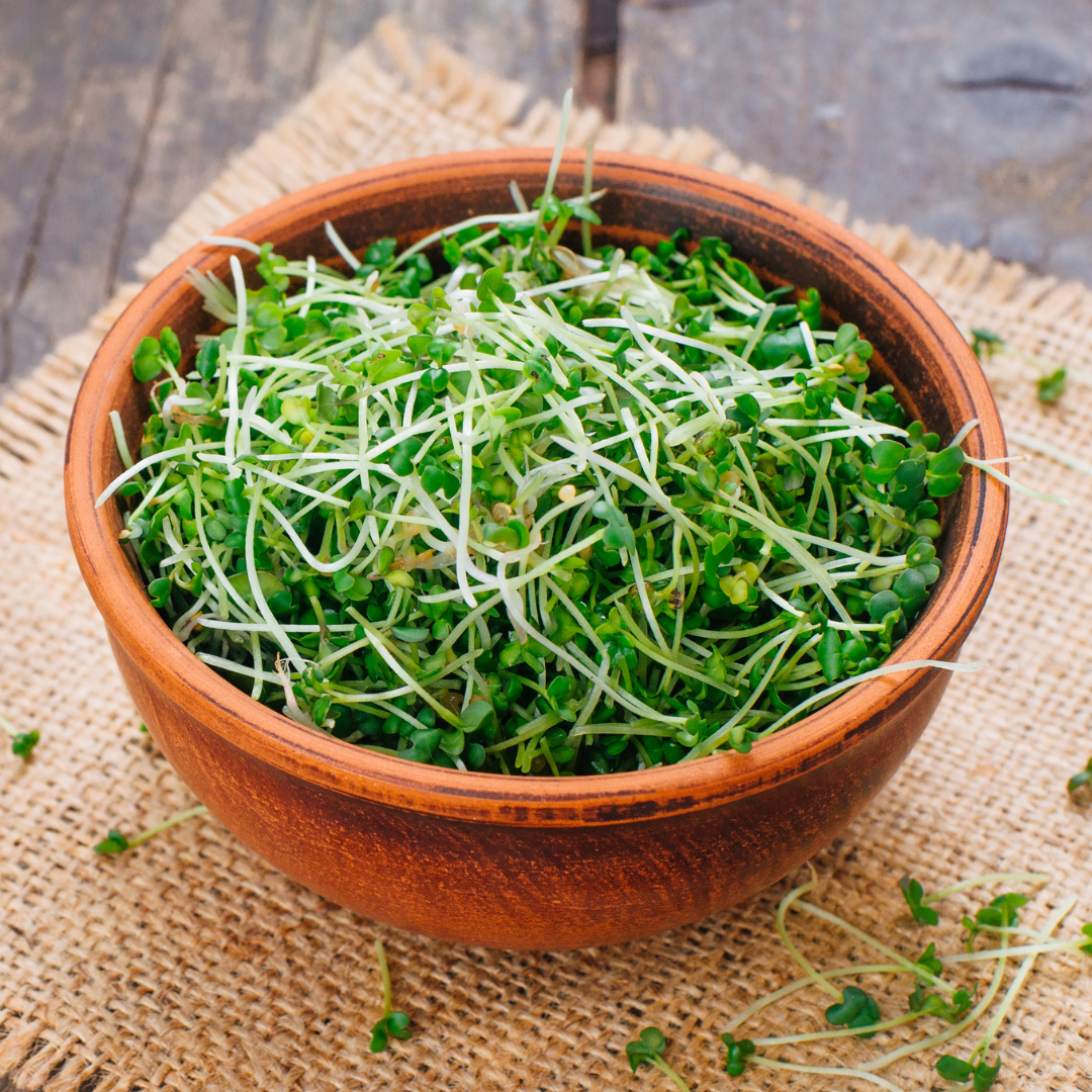 Ekologisk Microgreen - White Mustard