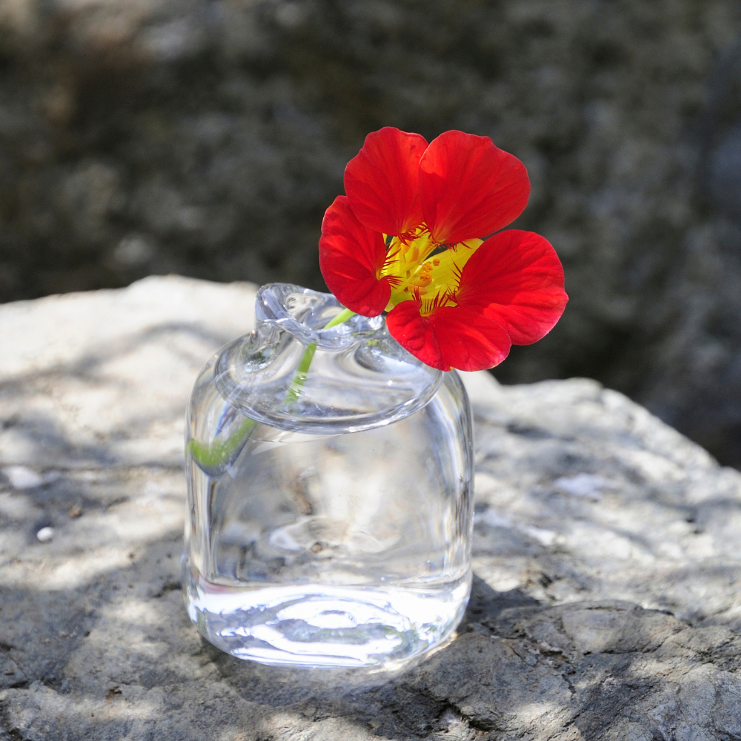 Buskkrasse - Mahogany Gleam