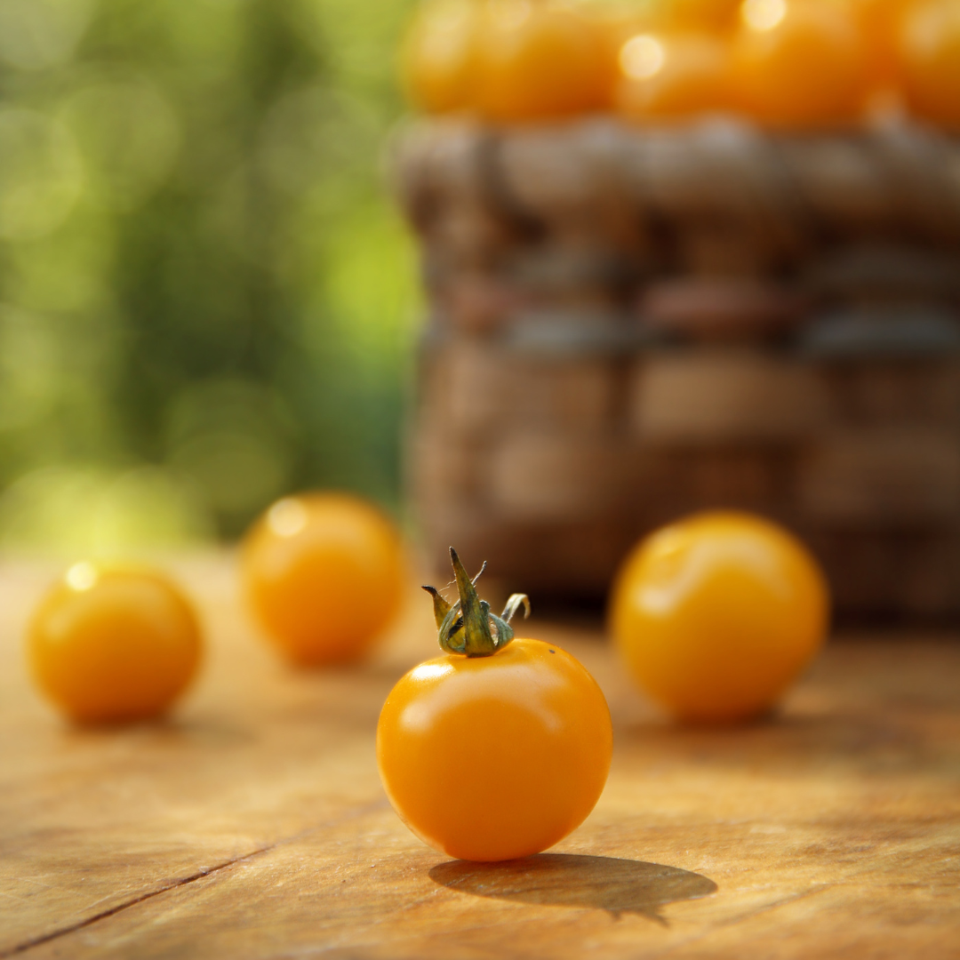 Körsbärstomat - Figiel