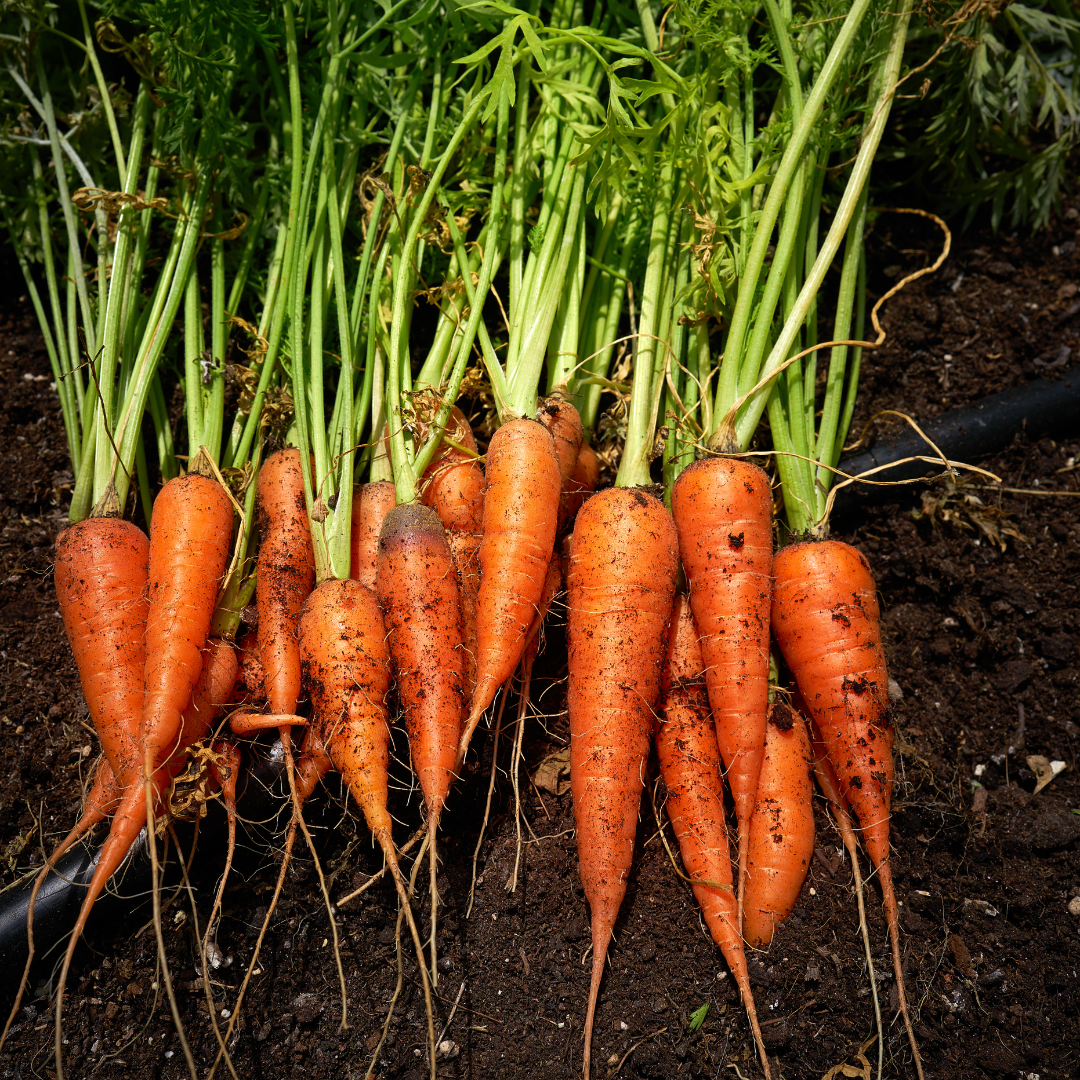 Morot - Kuroda - Kultursort