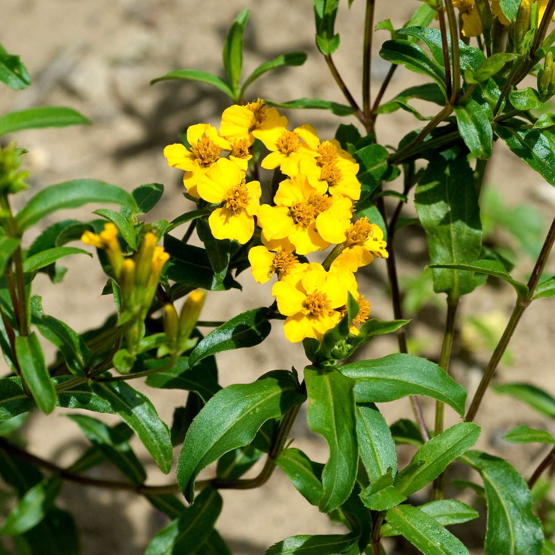 Mexikansk Dragon - Glanstagetes