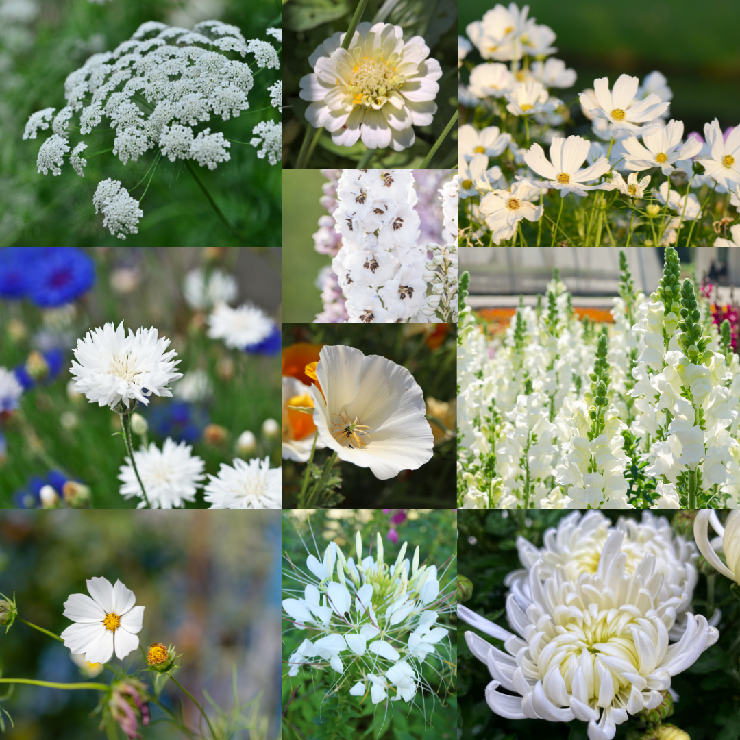 Blomstermix - Flower Dream White