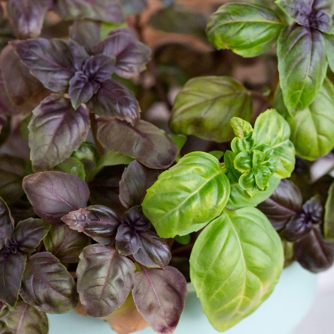 REA! Basilika - Dwarf Pot Mix - 3