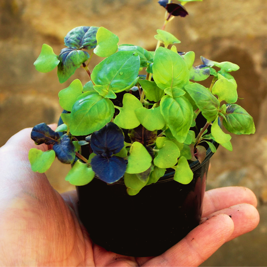 REA! Basilika - Dwarf Pot Mix